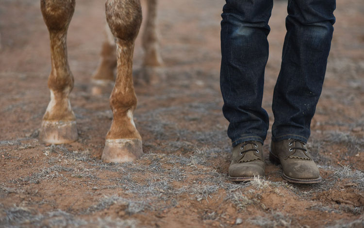 Red and white horse legs standing next to a human wearing jeans and brown lace-up Roper boots.